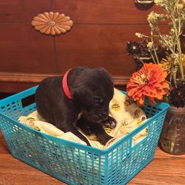 Black G - Black female Great Dane puppy in Missouri from Daniels Danes