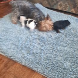 Yorkshire Terrier Puppies from Jackie's Yorkies