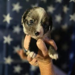 Eucalyptus - Blue merle female Miniature Australian Shepherd puppy in Arlington, Texas from CopperHead Aussies
