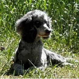 Chloe - Merle female Goldendoodle puppy in Monument, Colorado from Colorado Dreamin Doodles