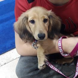 Dachshund Puppies from Aster Creek Kennel