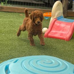 Colada - Red  female Poodle puppy in Mount Vernon, Illinois from AMC Poodles