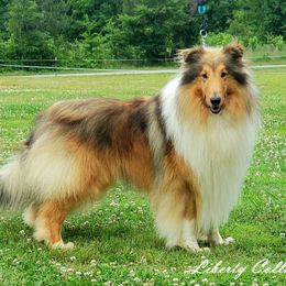 Chance - Collie