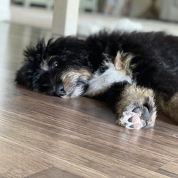 Aussiedoodle, Bernedoodle, and Goldendoodle Puppies from JW Doodles