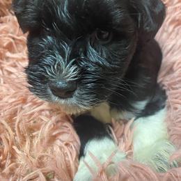 Angel wings (yellow) - Black male Miniature Schnauzer puppy in Ravensdale, Washington from Serenity Schnauzers