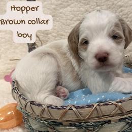 Hopper - Parti male Goldendoodle puppy in Taylorsville, North Carolina from Doggone Dixie Doodles