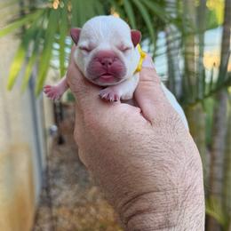 Cami - Cream female French Bulldog puppy in Largo, Florida from Big Daddy Frenchies