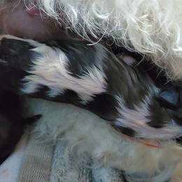 Shihpoo Puppies from Perfect Companion Puppies