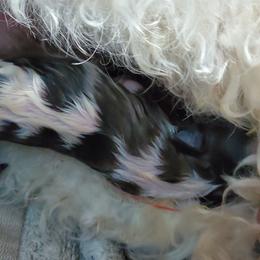 Shihpoo Puppies from Perfect Companion Puppies
