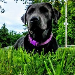 Labrador Retrievers from Maxwell's Family Labradors