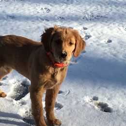 Golden Retriever Puppies from Arkansas River Golden Retrievers