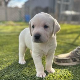 Brown Collar - Yellow male Labrador Retriever puppy in Nampa, Idaho from Gem State English Labrador Retrievers