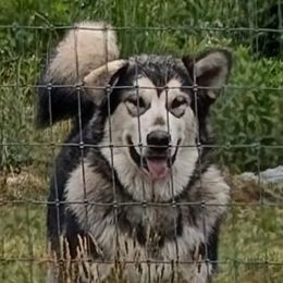 Rudolph - Agouti and white male Alaskan Malamute puppy in Louisburg, North Carolina from Rockin' Maples Malamutes
