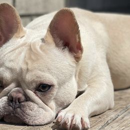 French Bulldogs from The Frenchie Allure