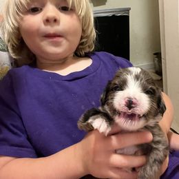 Aussiedoodle, Australian Shepherd, and Other Puppies from RoseWest Farms