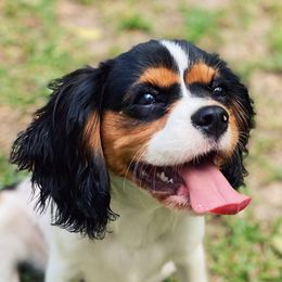 Cavalier King Charles Spaniels from Ellison Cavaliers