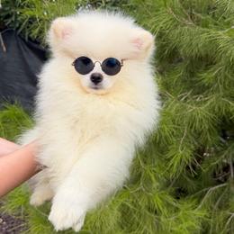 Mbappe - Cream male Pomeranian puppy in Los Angeles, Santa Clarita, California from LT_Poms