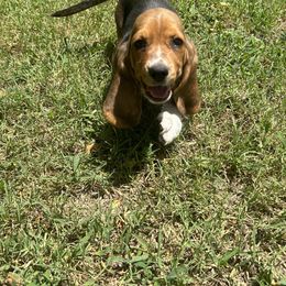 Basset Hound and Bloodhound Puppies from HNH Hounds