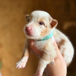 Birdie AKC - Red merle female Australian Shepherd puppy in Polk City, Florida from Skaky Shepherds