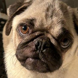 Leia - Pug