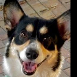 Pembroke Welsh Corgis from Holly Harmer