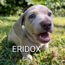 Granite - Fawn (isabella) and tan male Dachshund puppy in Missouri from Eridox Dachshunds