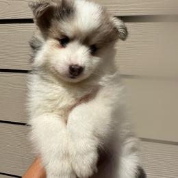 Boy 2 (multi color Pie-bald) - Silver and white male Pomsky puppy in Leesburg, Virginia from Capital Pomsky