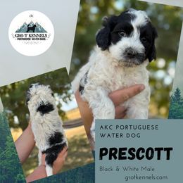 Prescott - Black and white male Portuguese Water Dog puppy in Weston, Idaho from Gro-T Kennels