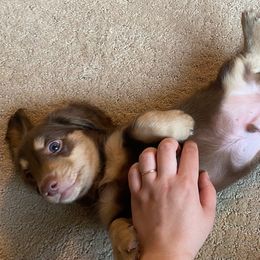 Dachshund Puppies from Hetu's Dachshunds