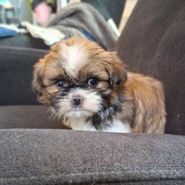 Bella - Brindle and white female Shih Tzu puppy in Lebanon, Pennsylvania from Stoney Acre Farms