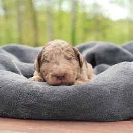 Podo Helmer - Merle male Labradoodle puppy in Rock Island, Tennessee from Harvest Sky Kennels