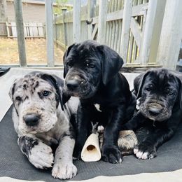 Great Dane Puppies from Old Orchard Danes