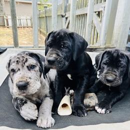 Great Dane Puppies from Old Orchard Danes
