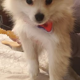 Pomeranian Puppies from Pure Pom Love