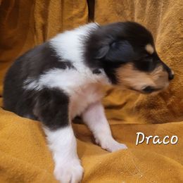 Draco - Black white and tan male Collie puppy in Mattoon, Illinois from Gold Leaf Collies