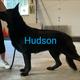 Hudson, INT. CH, CGCU, CGCA, TKN, TCC, RN