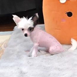Greyson Long Star Angel - White and black male Chinese Crested puppy in Amarillo, Texas from Victoria's Chinese Cresteds Long Star Angels