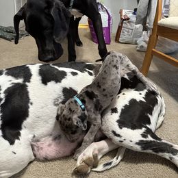 Great Dane Puppies from Skye Blue Dane Farm