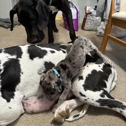 Great Dane Puppies from Skye Blue Dane Farm