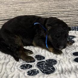 Hami dark blue - Black and red male German Shepherd puppy in Herrick, South Dakota from Dakota Shepherds Kennels