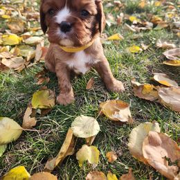 Cavalier King Charles Spaniel Puppies from Parker Puppies