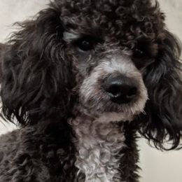 Poodles from Strawberry Ridge Poodles