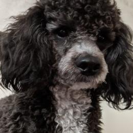 Poodles from Strawberry Ridge Poodles