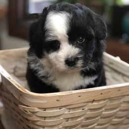 Aussiedoodle Puppies from Ohana Companions