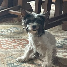 Benji - Yorkshire Terrier