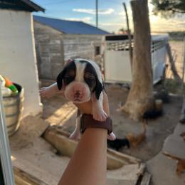 Boy 9 - Black and white male Basset Hound puppy in Las Animas, Colorado from J&D Dachsies