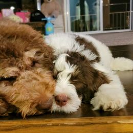 Bernedoodles from Bernedoodle Lovers