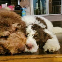 Bernedoodles from Bernedoodle Lovers