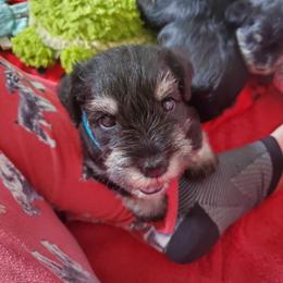 Miniature Schnauzer Puppies from Nature's Nook