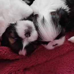 Shih Tzu Puppies from Home Brew Shih Tzu